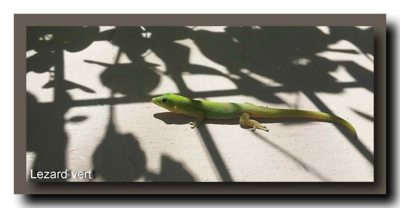 Le Gecko Vert Manapany-les Bains エクステリア 写真