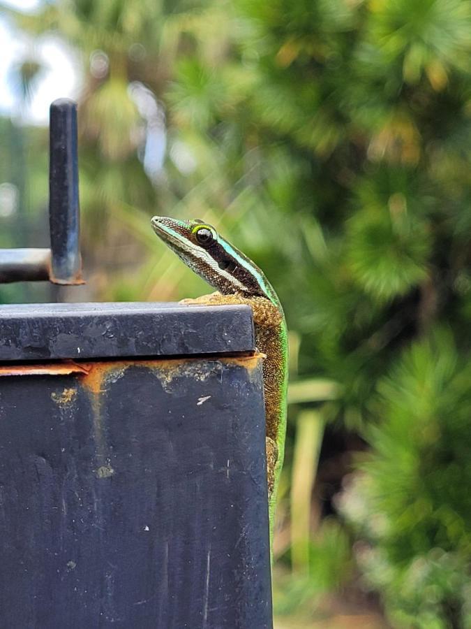 Le Gecko Vert Manapany-les Bains エクステリア 写真